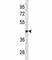 Lymphoid Enhancer Binding Factor 1 antibody, F53737-0.1ML, NSJ Bioreagents, Western Blot image 