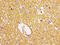 Discs Large MAGUK Scaffold Protein 2 antibody, CSB-PA621882LA01HU, Cusabio, Immunohistochemistry paraffin image 