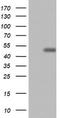 CD4 antibody, CF802199, Origene, Western Blot image 