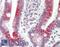 Inhibin Subunit Beta A antibody, LS-B11625, Lifespan Biosciences, Immunohistochemistry paraffin image 