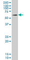 SRY-Box 9 antibody, LS-B4420, Lifespan Biosciences, Western Blot image 