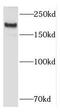 Kalirin RhoGEF Kinase antibody, FNab04462, FineTest, Western Blot image 