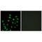 SCAN Domain Containing 1 antibody, A14131, Boster Biological Technology, Immunofluorescence image 