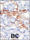 Platelet Derived Growth Factor Receptor Like antibody, 63-123, ProSci, Immunofluorescence image 