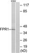 Formyl Peptide Receptor 1 antibody, A02509, Boster Biological Technology, Western Blot image 