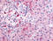 Phosphodiesterase 7B antibody, TA317152, Origene, Immunohistochemistry paraffin image 