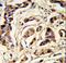 Thyroid Stimulating Hormone Subunit Beta antibody, LS-C160252, Lifespan Biosciences, Immunohistochemistry paraffin image 