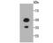 Transmembrane Protein 177 antibody, NBP2-67213, Novus Biologicals, Western Blot image 