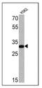 Glycophorin A (MNS Blood Group) antibody, MA5-12484, Invitrogen Antibodies, Western Blot image 