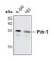 Pim-1 Proto-Oncogene, Serine/Threonine Kinase antibody, MA5-14802, Invitrogen Antibodies, Western Blot image 