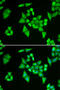 ADSL antibody, 22-098, ProSci, Immunofluorescence image 