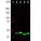 Natriuretic Peptide C antibody, M01017-1, Boster Biological Technology, Western Blot image 