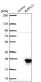 Ripply Transcriptional Repressor 1 antibody, PA5-62584, Invitrogen Antibodies, Western Blot image 