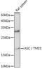 PYD And CARD Domain Containing antibody, GTX55818, GeneTex, Western Blot image 