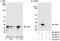 TOR Signaling Pathway Regulator antibody, A300-663A, Bethyl Labs, Immunoprecipitation image 