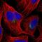 Cullin 9 antibody, NBP2-58049, Novus Biologicals, Immunofluorescence image 