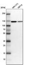 Matrin 3 antibody, PA5-57720, Invitrogen Antibodies, Western Blot image 