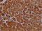 Citrate Lyase Beta Like antibody, CSB-PA850772LA01HU, Cusabio, Immunohistochemistry frozen image 