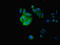 IZUMO Family Member 4 antibody, LS-C371443, Lifespan Biosciences, Immunofluorescence image 