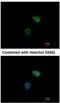 Proteasome 26S Subunit, ATPase 6 antibody, NBP1-32403, Novus Biologicals, Immunofluorescence image 