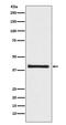 AKT1 Substrate 1 antibody, M03629, Boster Biological Technology, Western Blot image 