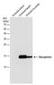 Myoglobin antibody, PA5-78396, Invitrogen Antibodies, Western Blot image 