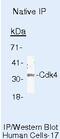 Cyclin Dependent Kinase Inhibitor 2C antibody, MA5-14282, Invitrogen Antibodies, Immunoprecipitation image 