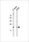 Heat Shock Protein Family B (Small) Member 9 antibody, 60-303, ProSci, Western Blot image 