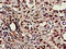 Caspase 6 antibody, LS-C677401, Lifespan Biosciences, Immunohistochemistry paraffin image 