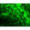 CD209 Molecule antibody, LS-B479, Lifespan Biosciences, Immunofluorescence image 