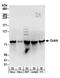 RNA Binding Motif Protein 14 antibody, A300-845A, Bethyl Labs, Western Blot image 