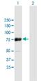 Zinc Finger And SCAN Domain Containing 18 antibody, H00065982-B01P, Novus Biologicals, Western Blot image 