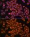 Neurofibromin 2 antibody, GTX35202, GeneTex, Immunofluorescence image 