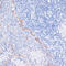 CD36 Molecule antibody, 16-919, ProSci, Immunohistochemistry paraffin image 