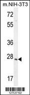 Zinc Finger CCHC-Type Containing 17 antibody, 55-563, ProSci, Western Blot image 