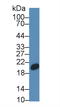 Canopy FGF Signaling Regulator 2 antibody, LS-C373793, Lifespan Biosciences, Western Blot image 