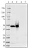 Alpha-TTP antibody, 852202, BioLegend, Western Blot image 