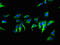 Transmembrane Protein 267 antibody, orb28845, Biorbyt, Immunofluorescence image 