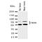 Regulator Of G Protein Signaling 9 antibody, orb154605, Biorbyt, Western Blot image 