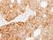 Ladinin 1 antibody, LS-C186363, Lifespan Biosciences, Immunohistochemistry frozen image 