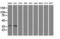 Sorbitol Dehydrogenase antibody, LS-C114771, Lifespan Biosciences, Western Blot image 