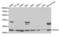 Glutamate-Cysteine Ligase Modifier Subunit antibody, LS-C333974, Lifespan Biosciences, Western Blot image 