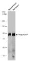 RAP1 GTPase Activating Protein antibody, PA5-78625, Invitrogen Antibodies, Western Blot image 