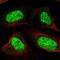 Arginine And Serine Rich Coiled-Coil 1 antibody, HPA044792, Atlas Antibodies, Immunofluorescence image 