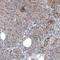 Myosin IB antibody, HPA013607, Atlas Antibodies, Immunohistochemistry frozen image 