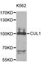 Cullin 1 antibody, LS-C331929, Lifespan Biosciences, Western Blot image 