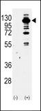 Phosphoinositide 3 kinase, p110 gamma antibody, 63-450, ProSci, Western Blot image 