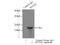 Interferon Induced Transmembrane Protein 1 antibody, 60074-1-Ig, Proteintech Group, Immunoprecipitation image 