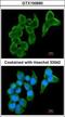 Cystatin S antibody, GTX100690, GeneTex, Immunocytochemistry image 