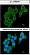 Cystatin-S antibody, GTX100690, GeneTex, Immunocytochemistry image 